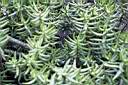 CRASSULA TETRAGONA.jpg
